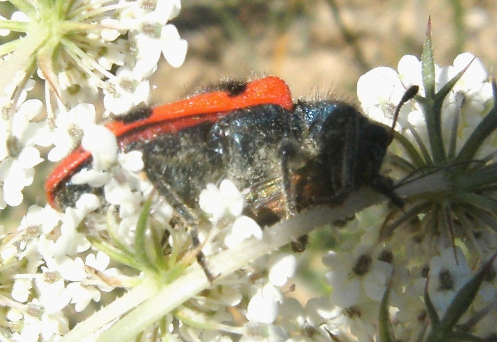 Trichodes alvearius divora un'' Oedemera